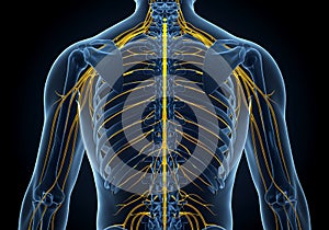 Human nervous system spinal cord and nerves anatomy