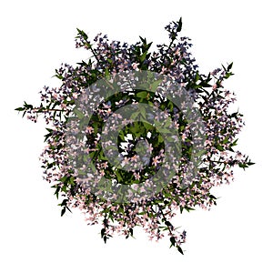 Top view of Plant Flower Deutzia Yuki Cherry Blossom Deutzia 1 Tree white background 3D Rendering Ilustracion 3D photo