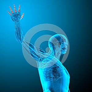 3d render illustration of the human phalanges hand