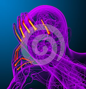 3d render illustration of the human phalanges hand