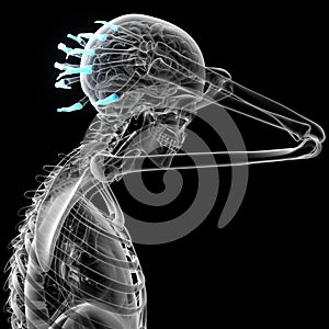 3d render illustration of the human phalanges hand