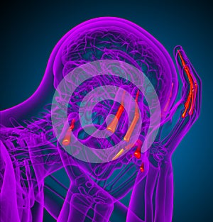 3d render illustration of the human phalanges hand