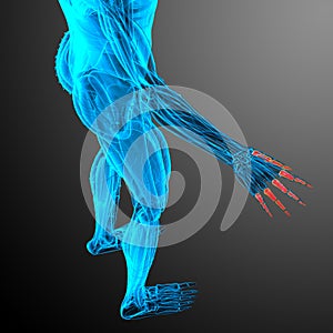 3d render illustration of the human phalanges hand