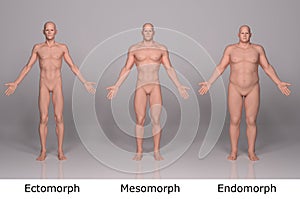 3D Render : illustration of male body type, front side