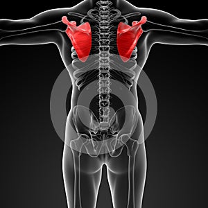 3d render illustration scapula bone