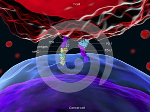 Programmed cell death protein 1 PD-1 photo