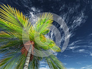 3D render of looking up a palm tree towards the sky