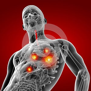 3D rendering illustration of bronchi