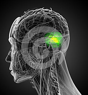 Gráficos tridimensionales renderizados por computadora médico ilustraciones de hombre cerebro 