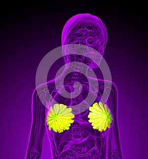3d render medical illustration of the human breast