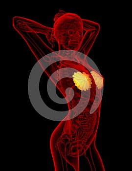 3d render medical illustration of the human breast