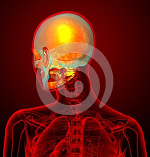 3d render medical illustration of the human sull photo