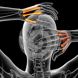 3d render medical illustration of the metacarpal bone photo