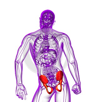 3d render medical illustration of the pelvis bone
