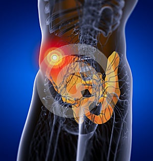 3d render medical illustration of the pelvis bone