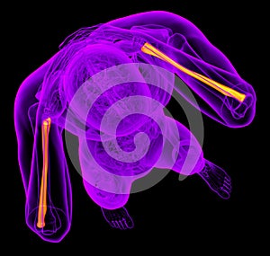 3d render medical illustration of the radius bone