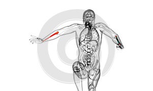 3d render medical illustration of the ulna bone