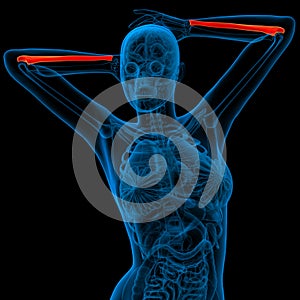 3d render medical illustration of the ulna bone