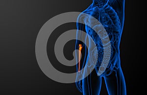 3d render medical illustration of the ulna bone