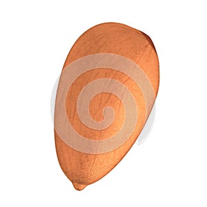 3d render of nut - almond