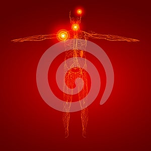 3D rendering illustration of lymphatic system