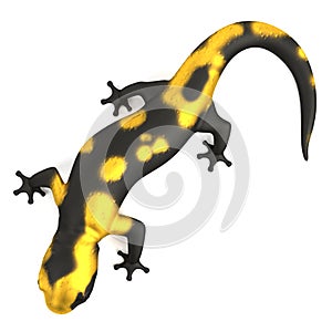 3d render of salamander