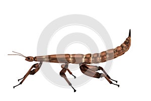 3d render of spectre insect