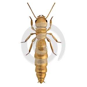3d render of termite king