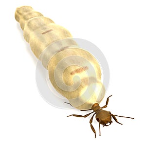 3d render of termite queen
