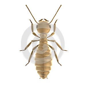 3d render of termite worker