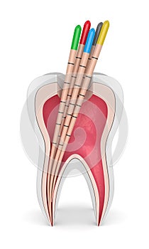 3d render of tooth with gutta percha photo