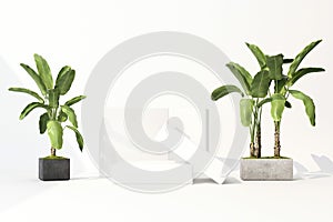 3D render of tropical plants isolated on white