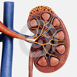 3D Render of Urinary Tract