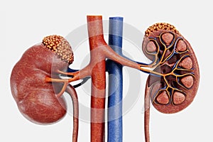 3D Render of Urinary Tract