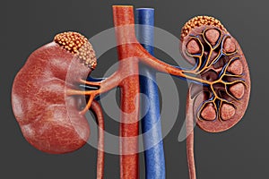 3D Render of Urinary Tract