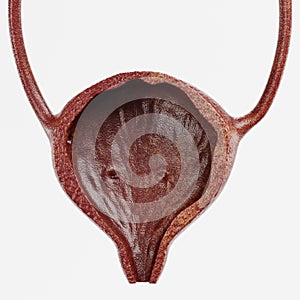 3D Render of Urinary Tract