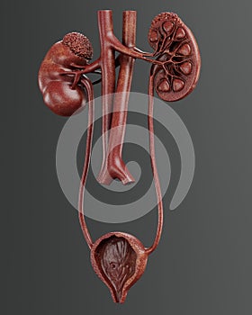 3D Render of Urinary Tract