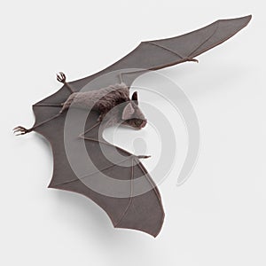 3D Render of Vampire Bat