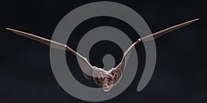 3D Render of Vampire Bat