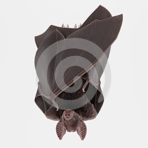 3D Render of Vampire Bat