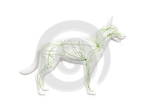 The canine lymphatic system