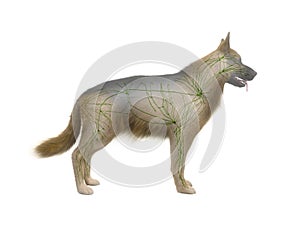 The canine lymphatic system