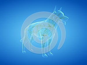 the canine lymphatic system