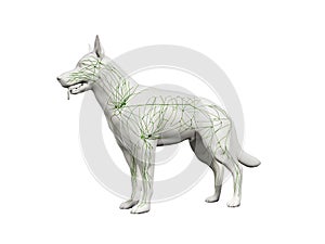 The canine lymphatic system