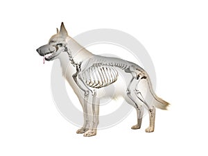 The canine skeleton photo