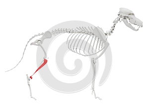 Skeletal anatomy - tibia photo