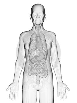 An elderly mans internal organs