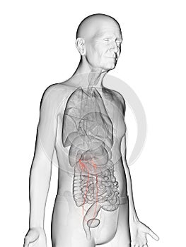 An elderly mans ureters photo