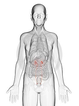 An elderly mans ureters