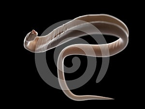 An ascariasis worm